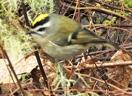 golden crowned kinglet 1 small graphic